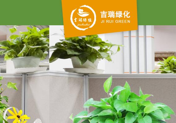 北京吉瑞绿化：专业植物租摆团队
