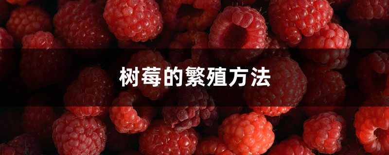 树莓的繁殖方法