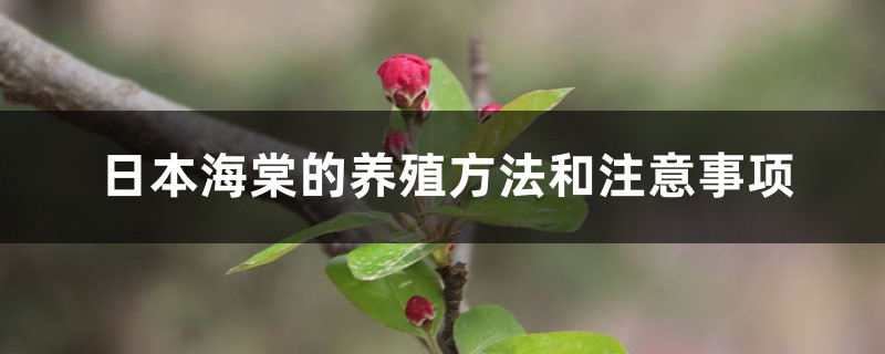 日本海棠的养殖方法和注意事项