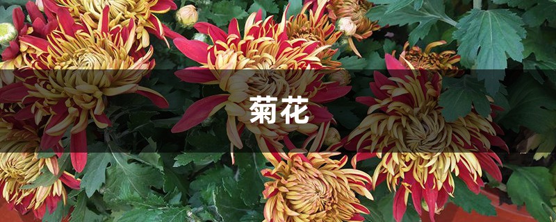 这9种菊花