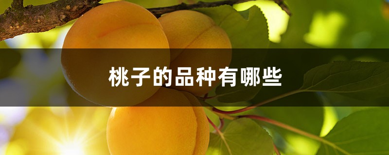 桃子的品种有哪些