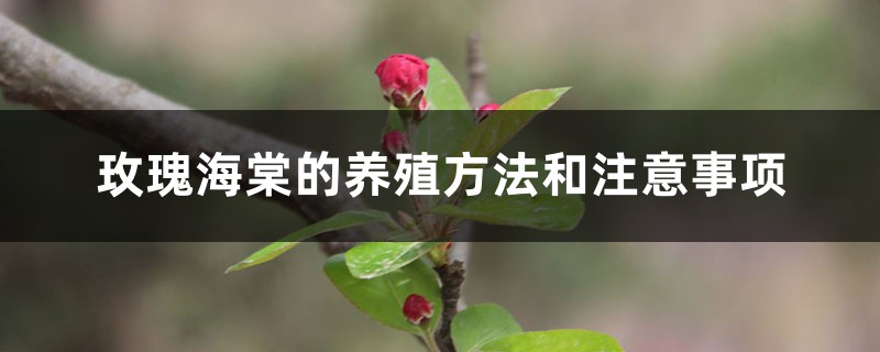 玫瑰海棠的养殖方法和注意事项