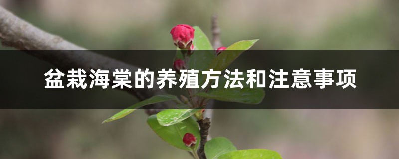 盆栽海棠的养殖方法和注意事项