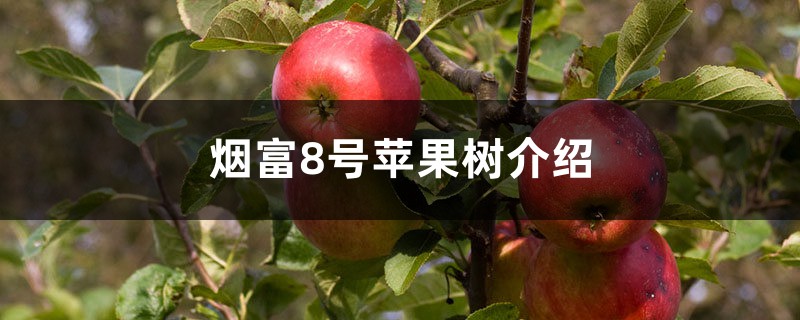 烟富8号苹果树介绍