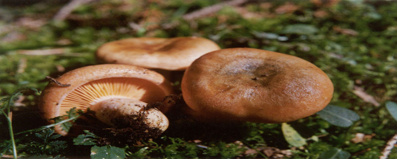 松乳菇可以人工栽培吗（种植技术和产量）