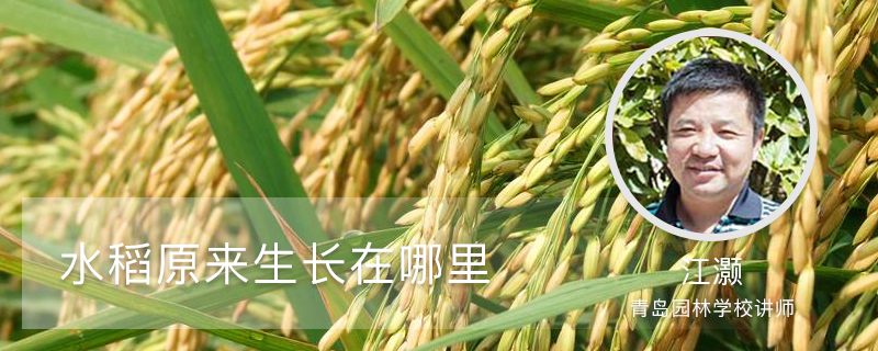 水稻原来生长在哪里