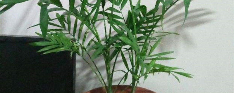 凤尾竹与棕竹的区别