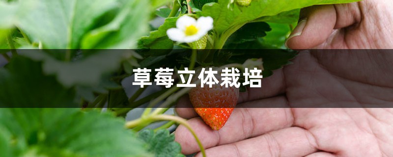 草莓立体栽培