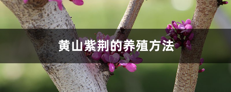 黄山紫荆的养殖方法