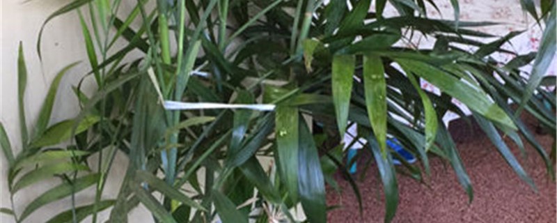 观赏竹的养殖方法和注意事项