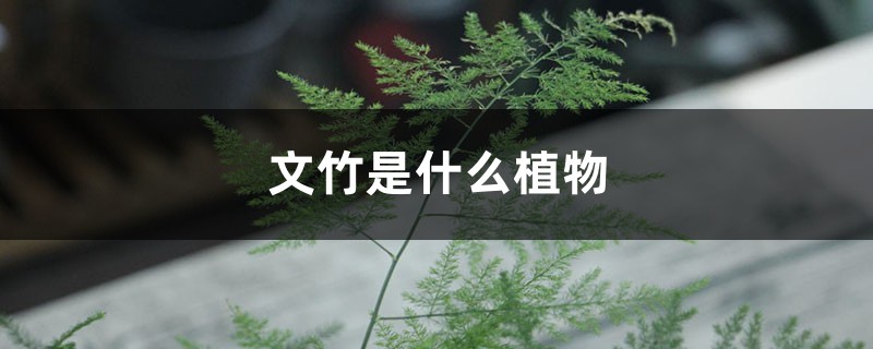 文竹是什么植物