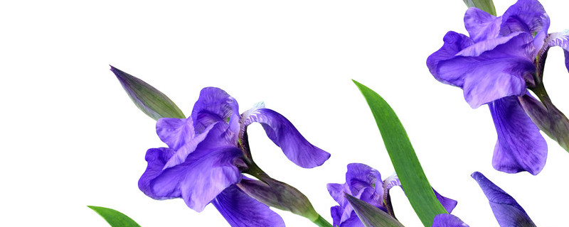 常见的紫色花有哪些