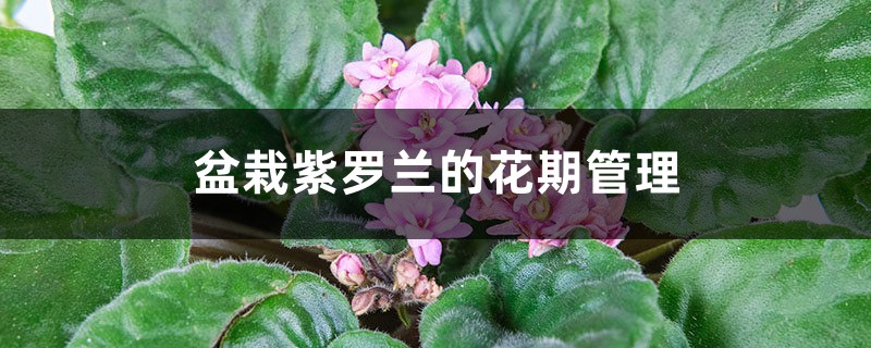 盆栽紫罗兰的花期管理