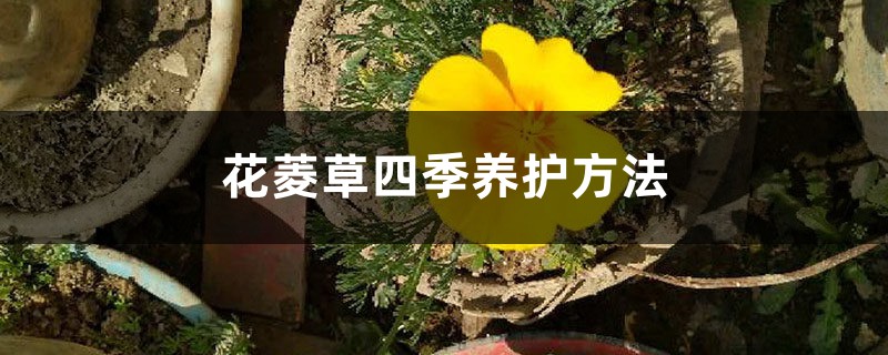 花菱草四季养护方法
