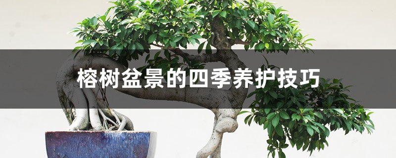 榕树盆景的四季养护技巧