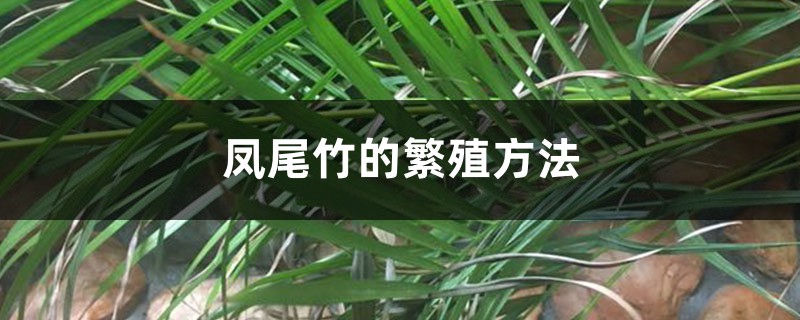凤尾竹的繁殖方法