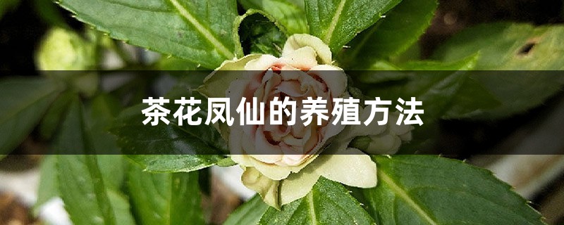 茶花凤仙的养殖方法