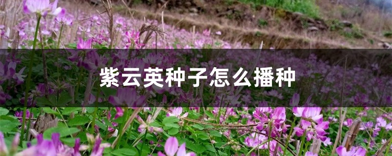 紫云英种子怎么播种