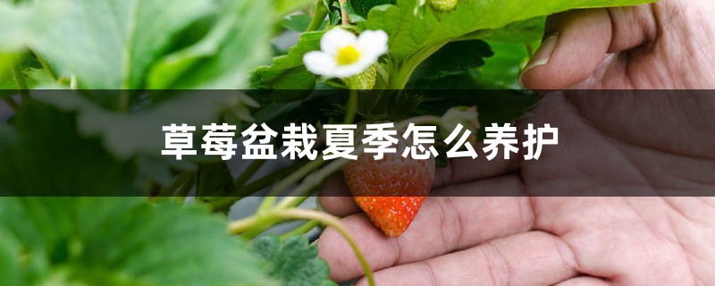 草莓盆栽夏季怎么养护