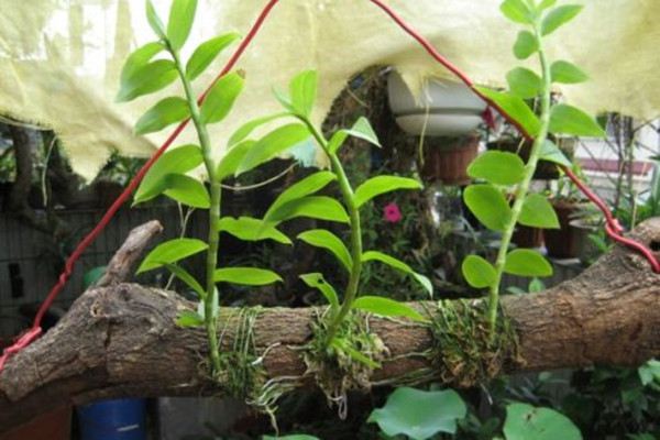 天宮石斛扦插繁殖方法