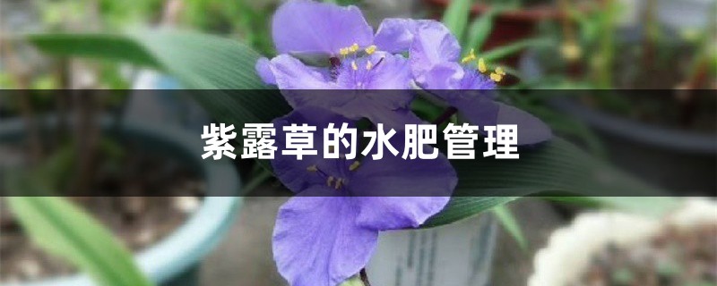 紫露草的水肥管理 – 花百科