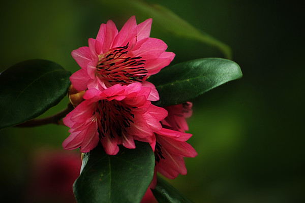 红花荷的播种繁殖 – 花百科