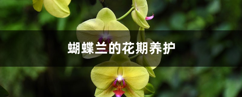蝴蝶兰的花期养护