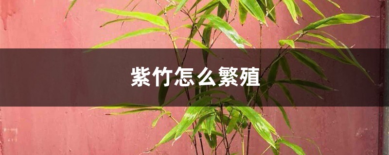 紫竹怎么繁殖