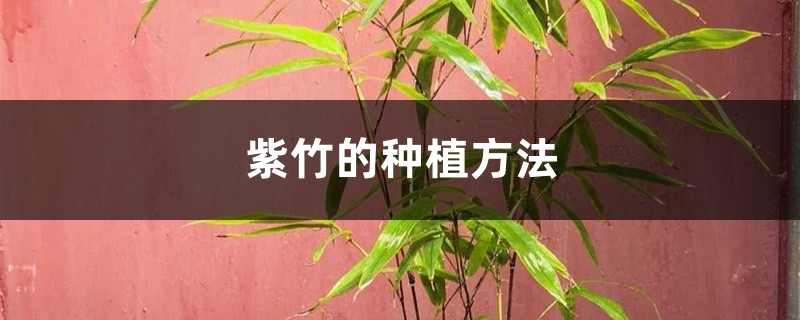 紫竹的种植方法
