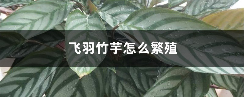 飞羽竹芋怎么繁殖
