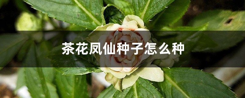 茶花凤仙种子怎么种