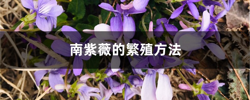 南紫薇的繁殖方法