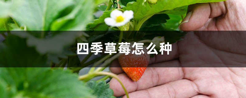 四季草莓怎么种