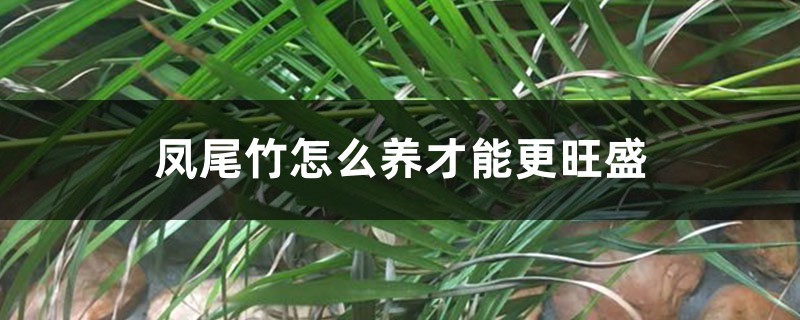 凤尾竹怎么养才能更旺盛