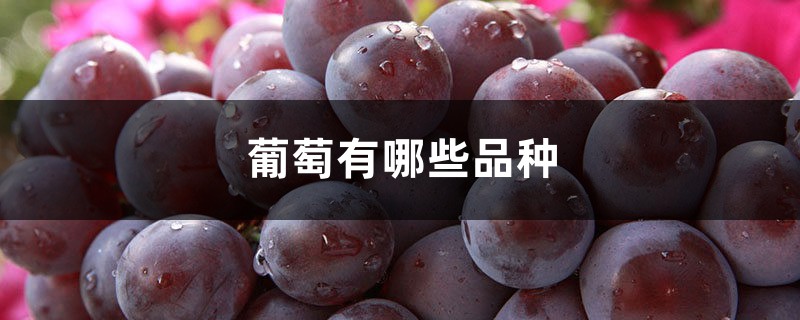 葡萄有哪些品种
