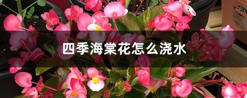 四季海棠花怎么浇水