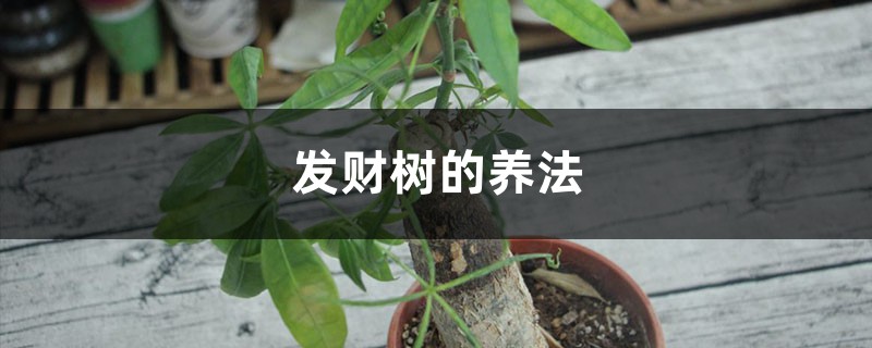 小盆栽发财树的养法