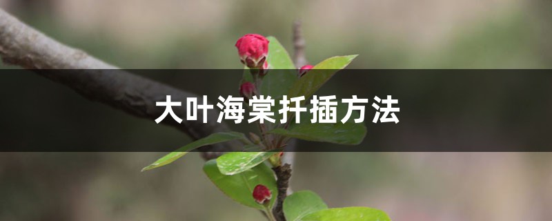 大叶海棠扦插方法
