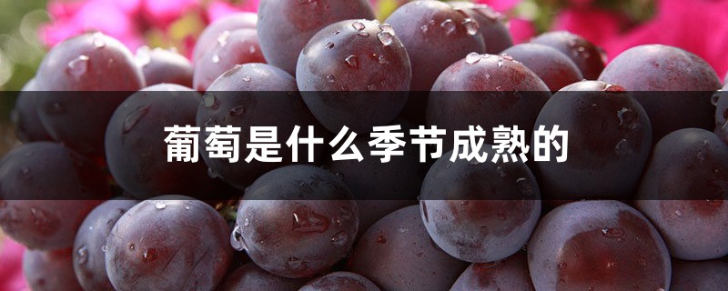 葡萄是什么季节成熟的