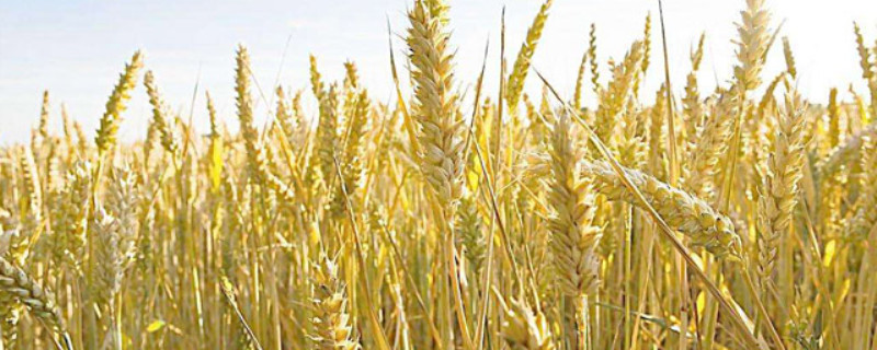 小麦是什么植物