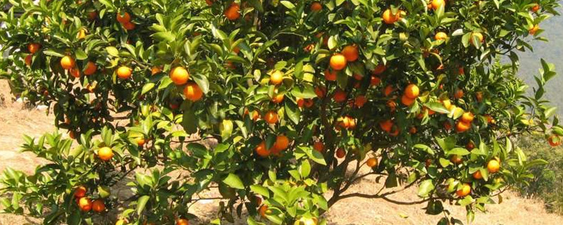 橘子籽怎么种