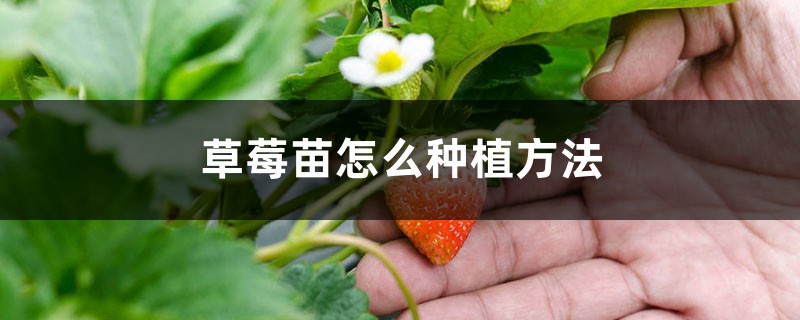 草莓苗怎么种（种植方法详解）