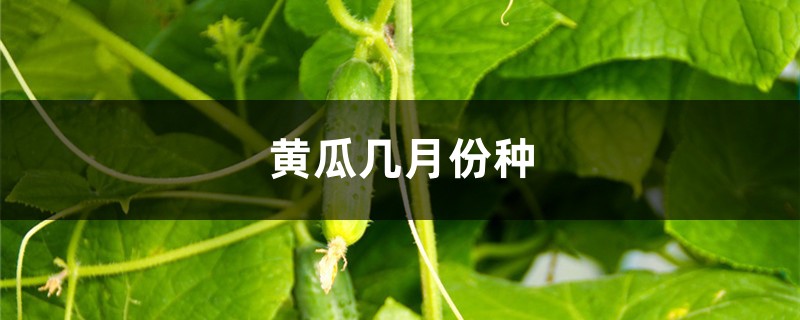 黄瓜几月份种