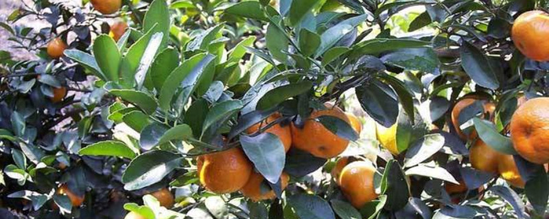柑橘嫁接技术几种方法