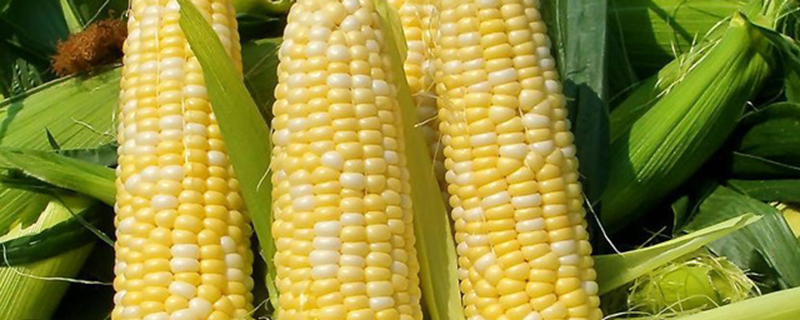 玉米怎么播种种子