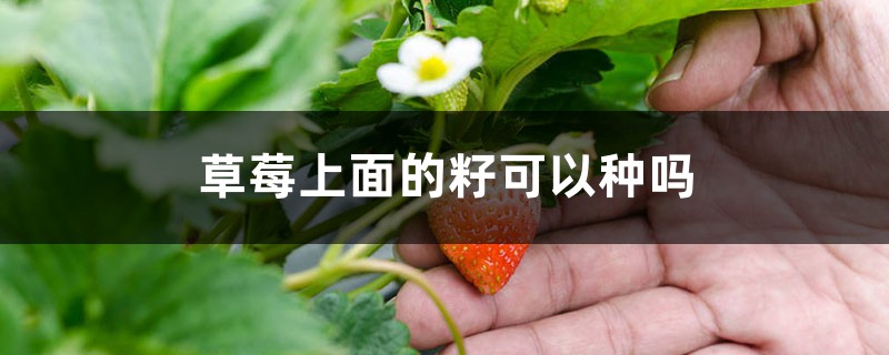 草莓上面的籽可以种吗