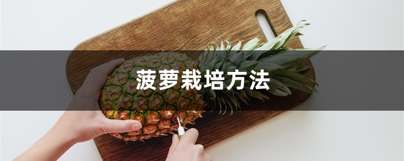 菠萝栽培方法