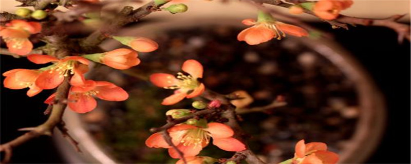 日本长寿梅盆景的养护