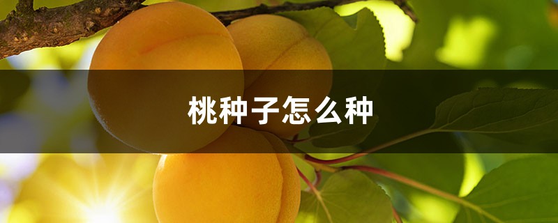 桃种子怎么种
