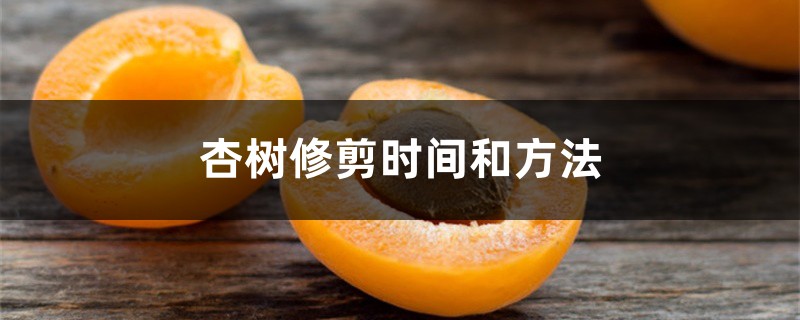 杏树修剪时间和方法